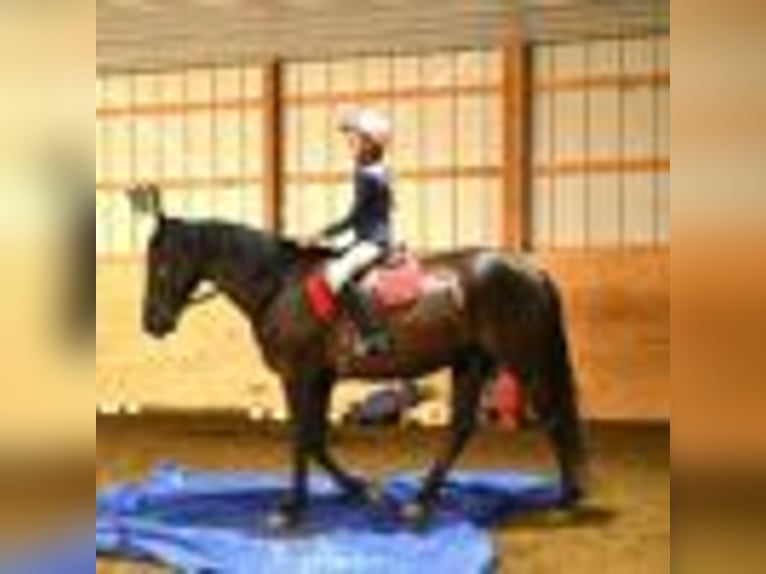 Frisone / Frisone Occidentale Castrone 4 Anni 160 cm Morello in Warsaw NY