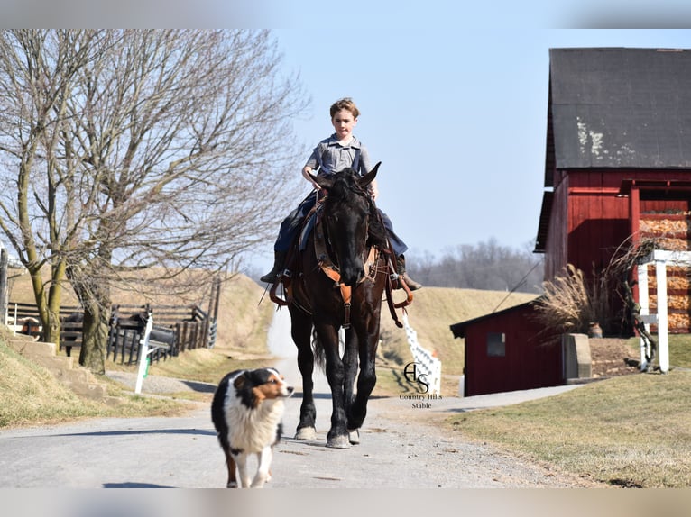 Frisone / Frisone Occidentale Mix Castrone 4 Anni 160 cm Morello in Baltic, OH