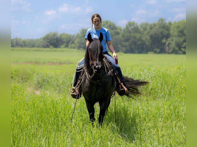 Frisone / Frisone Occidentale Mix Castrone 4 Anni 160 cm Roano blu in Auburn, KY