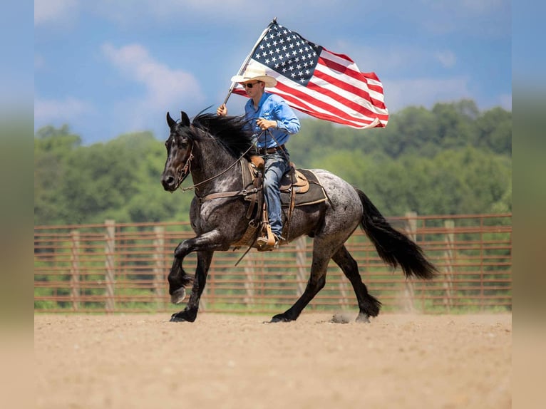 Frisone / Frisone Occidentale Mix Castrone 4 Anni 160 cm Roano blu in Auburn, KY