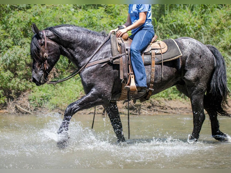 Frisone / Frisone Occidentale Mix Castrone 4 Anni 160 cm Roano blu in Auburn, KY