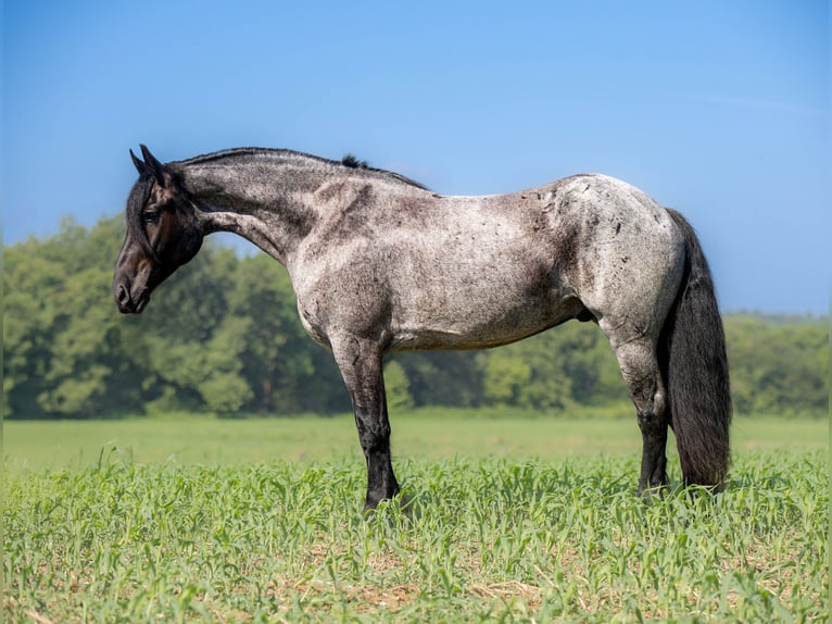 Frisone / Frisone Occidentale Mix Castrone 4 Anni 160 cm Roano blu in Auburn, KY