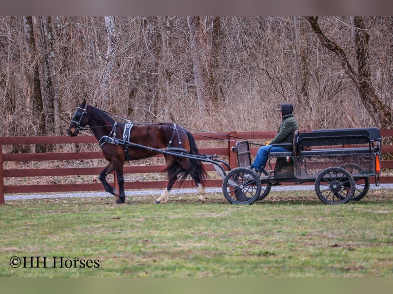 Frisone / Frisone Occidentale Castrone 4 Anni 163 cm Baio ciliegia in Flemingsburg Ky