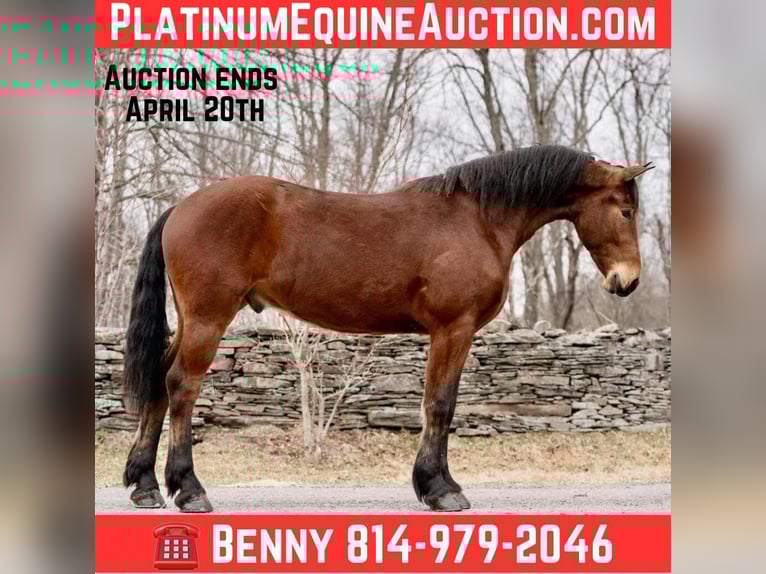 Frisone / Frisone Occidentale Castrone 4 Anni 163 cm Baio ciliegia in Everett PA