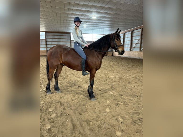 Frisone / Frisone Occidentale Castrone 4 Anni 163 cm Baio ciliegia in Everett PA