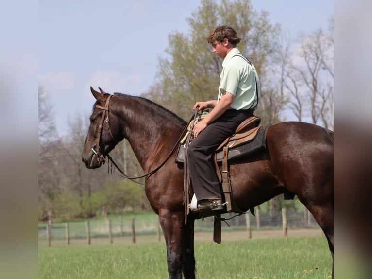 Frisone / Frisone Occidentale Castrone 4 Anni 163 cm Morello in Howell