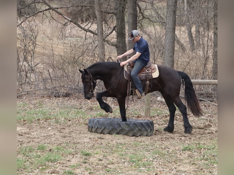 Frisone / Frisone Occidentale Castrone 4 Anni 163 cm Morello in Howell