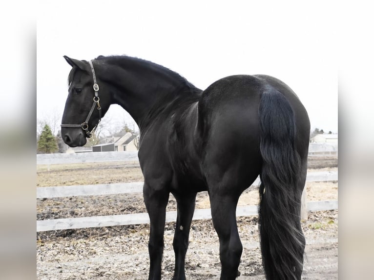 Frisone / Frisone Occidentale Castrone 4 Anni 163 cm Morello in Howell