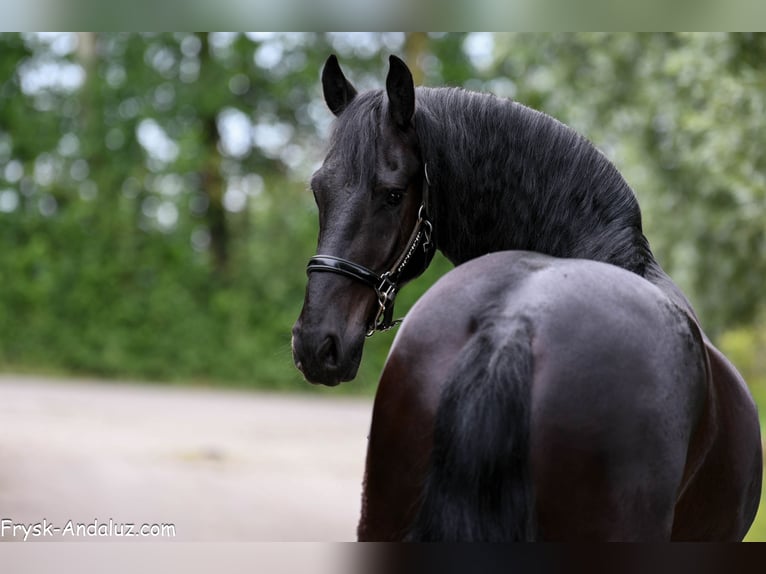 Frisone / Frisone Occidentale Castrone 4 Anni 163 cm Morello in Mijnsheerenland