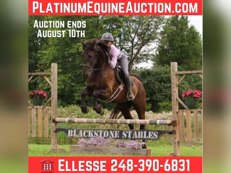 Frisone / Frisone Occidentale Castrone 4 Anni 163 cm Morello in Howell, MI