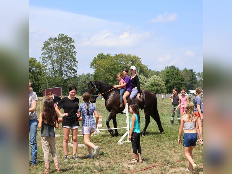 Frisone / Frisone Occidentale Castrone 4 Anni 163 cm Morello in Howell, MI