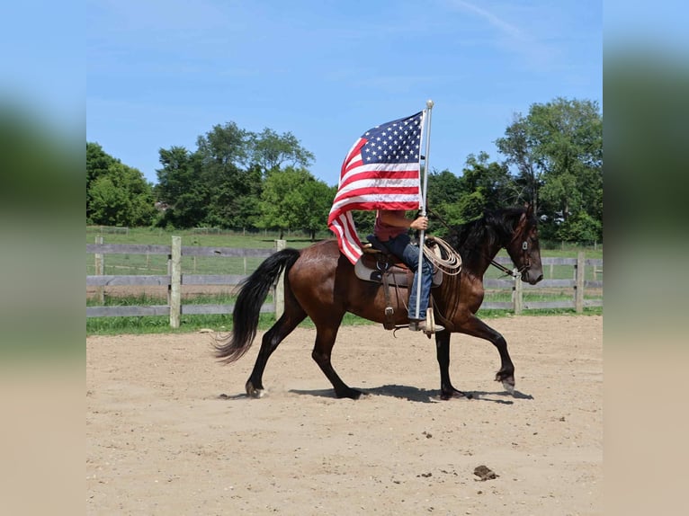 Frisone / Frisone Occidentale Castrone 4 Anni 163 cm Morello in Howell, MI