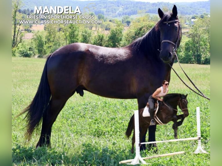 Frisone / Frisone Occidentale Castrone 4 Anni 163 cm Morello in Littlestown, PA
