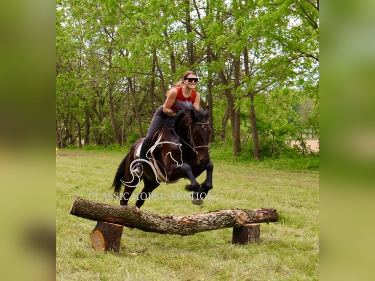 Frisone / Frisone Occidentale Castrone 4 Anni 163 cm Morello in Littlestown, PA