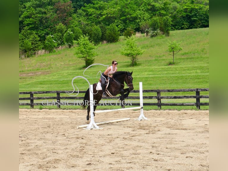 Frisone / Frisone Occidentale Castrone 4 Anni 163 cm Morello in Littlestown, PA