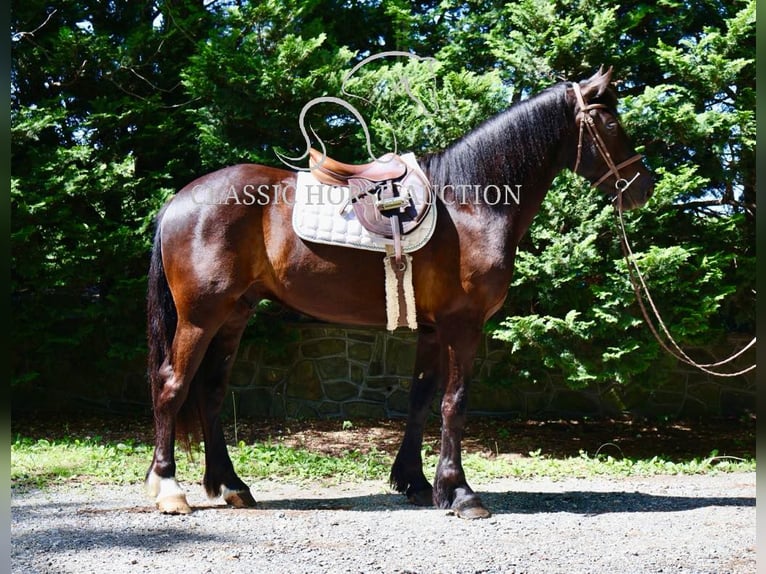 Frisone / Frisone Occidentale Castrone 4 Anni 163 cm Morello in Littlestown, PA