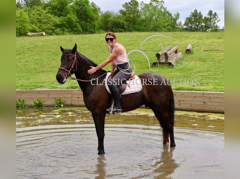 Frisone / Frisone Occidentale Castrone 4 Anni 163 cm Morello in Littlestown, PA