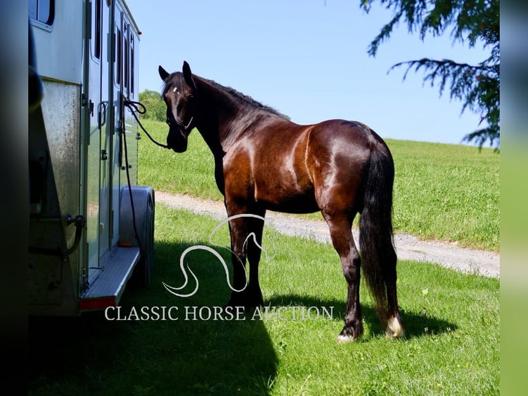 Frisone / Frisone Occidentale Castrone 4 Anni 163 cm Morello in Littlestown, PA