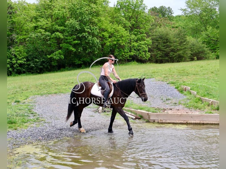Frisone / Frisone Occidentale Castrone 4 Anni 163 cm Morello in Littlestown, PA
