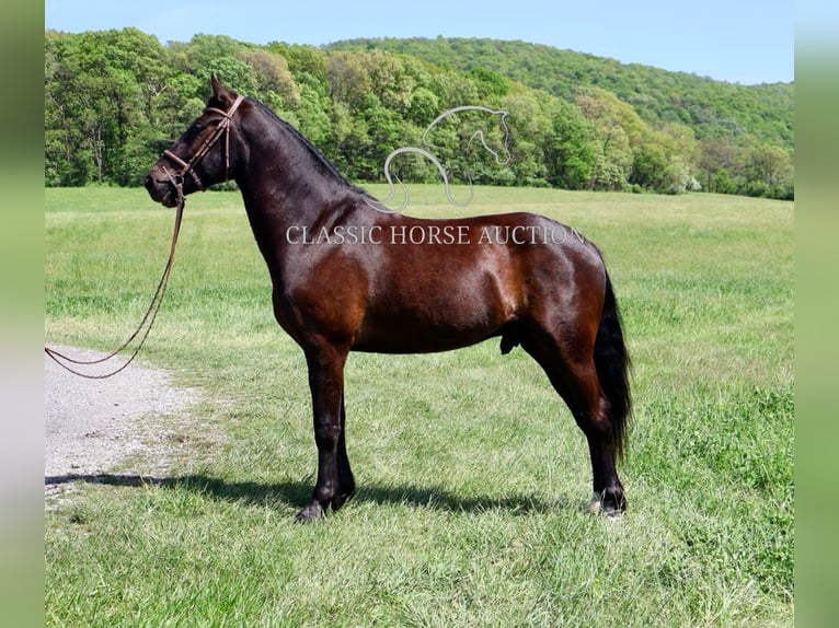 Frisone / Frisone Occidentale Castrone 4 Anni 163 cm Morello in Littlestown, PA