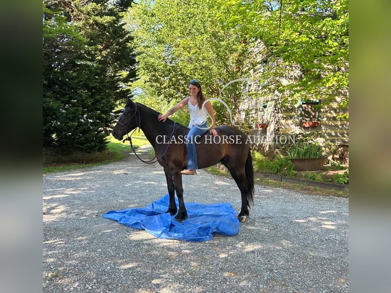 Frisone / Frisone Occidentale Castrone 4 Anni 163 cm Morello in Littlestown, PA