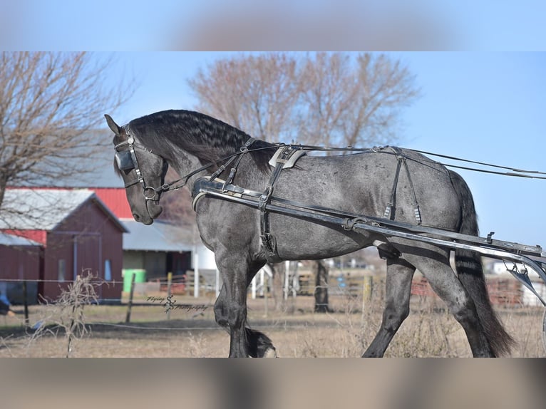 Frisone / Frisone Occidentale Castrone 4 Anni 163 cm Roano blu in Fairbank, IA