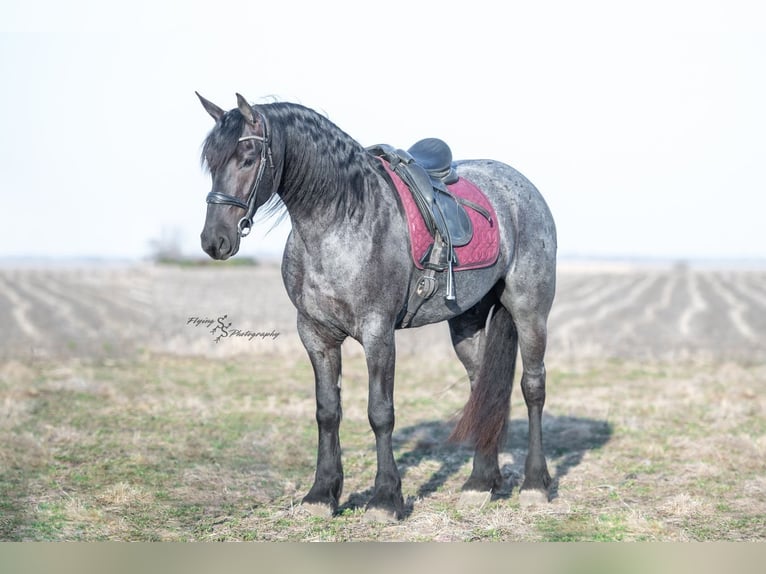 Frisone / Frisone Occidentale Castrone 4 Anni 163 cm Roano blu in Fairbank, IA