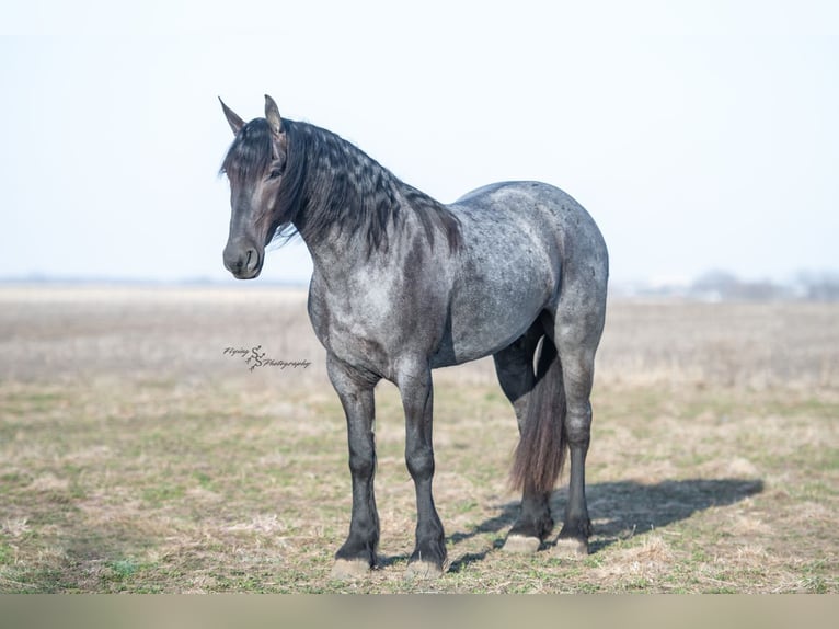 Frisone / Frisone Occidentale Castrone 4 Anni 163 cm Roano blu in Fairbank, IA