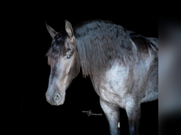 Frisone / Frisone Occidentale Castrone 4 Anni 163 cm Roano blu in Fairbank, IA