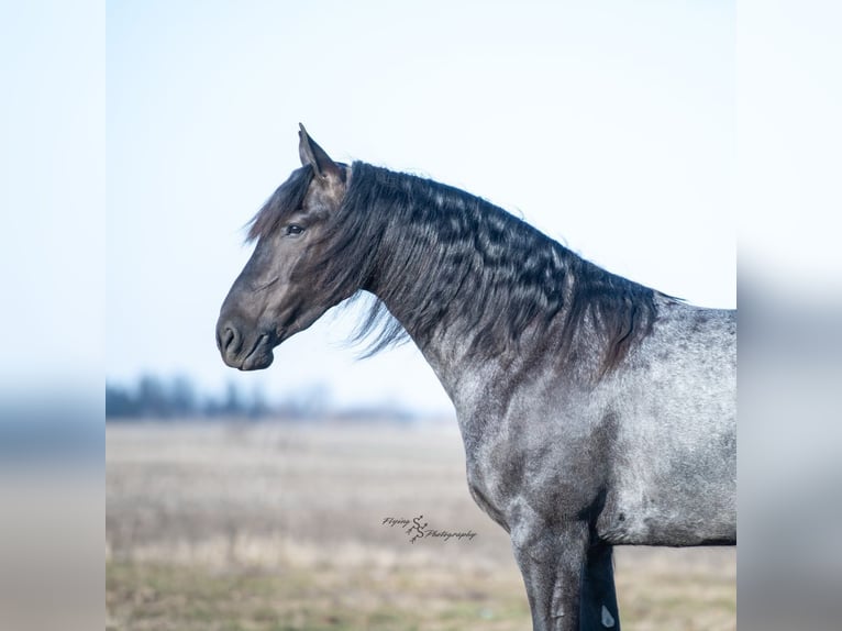 Frisone / Frisone Occidentale Castrone 4 Anni 163 cm Roano blu in Fairbank, IA