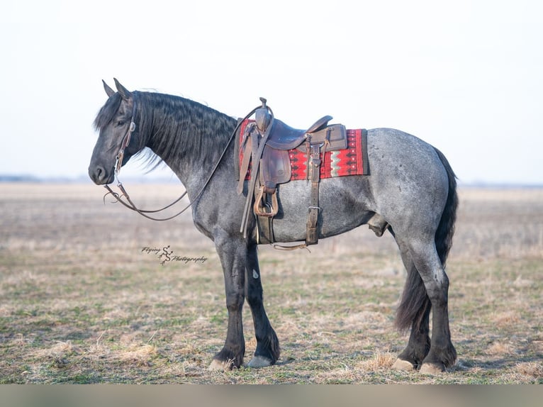 Frisone / Frisone Occidentale Castrone 4 Anni 163 cm Roano blu in Fairbank, IA