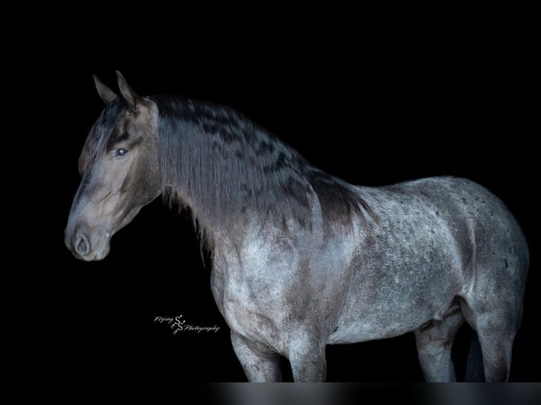 Frisone / Frisone Occidentale Castrone 4 Anni 163 cm Roano blu in Fairbank, IA