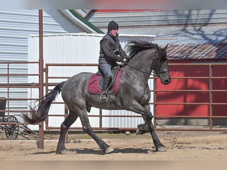 Frisone / Frisone Occidentale Castrone 4 Anni 163 cm Roano blu in Fairbank, IA