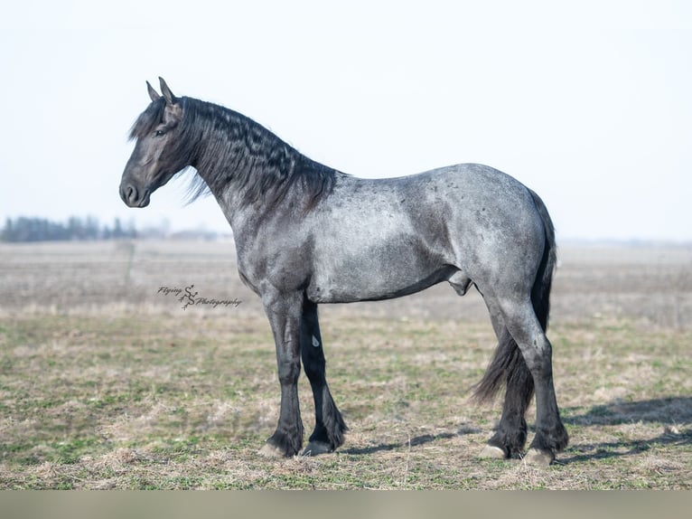 Frisone / Frisone Occidentale Castrone 4 Anni 163 cm Roano blu in Fairbank, IA