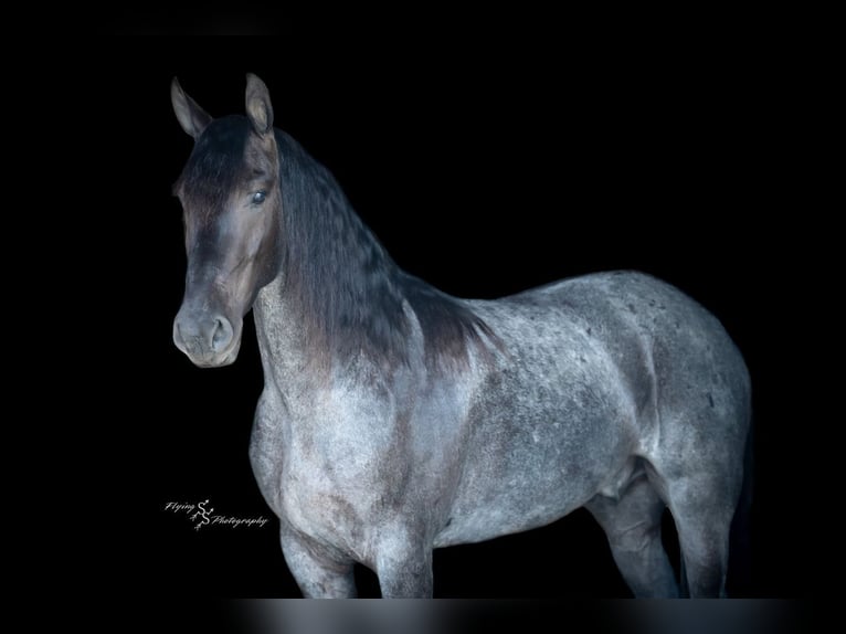 Frisone / Frisone Occidentale Castrone 4 Anni 163 cm Roano blu in Fairbank, IA