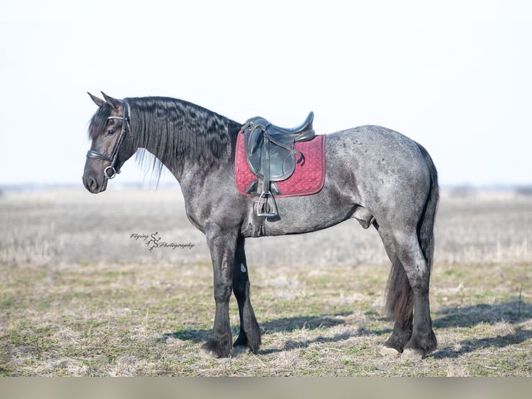 Frisone / Frisone Occidentale Castrone 4 Anni 163 cm Roano blu in Fairbank, IA