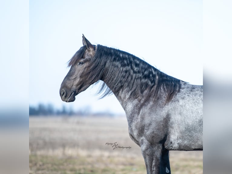 Frisone / Frisone Occidentale Castrone 4 Anni 163 cm Roano blu in Fairbank IA