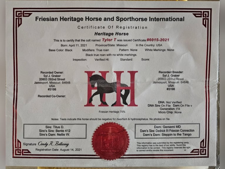 Frisone / Frisone Occidentale Castrone 4 Anni 163 cm Roano blu in Fairbank IA