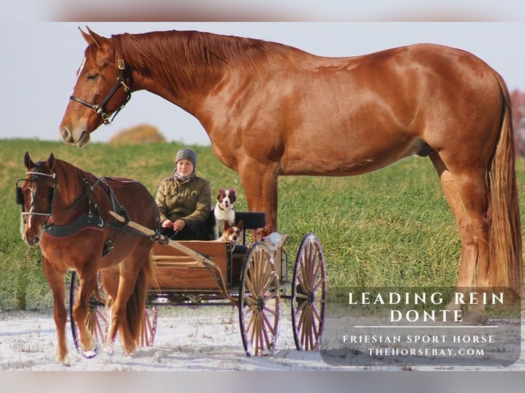 Frisone / Frisone Occidentale Castrone 4 Anni 163 cm Sauro scuro in Orrville, OH