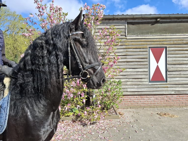 Frisone / Frisone Occidentale Castrone 4 Anni 164 cm Morello in Dalen
