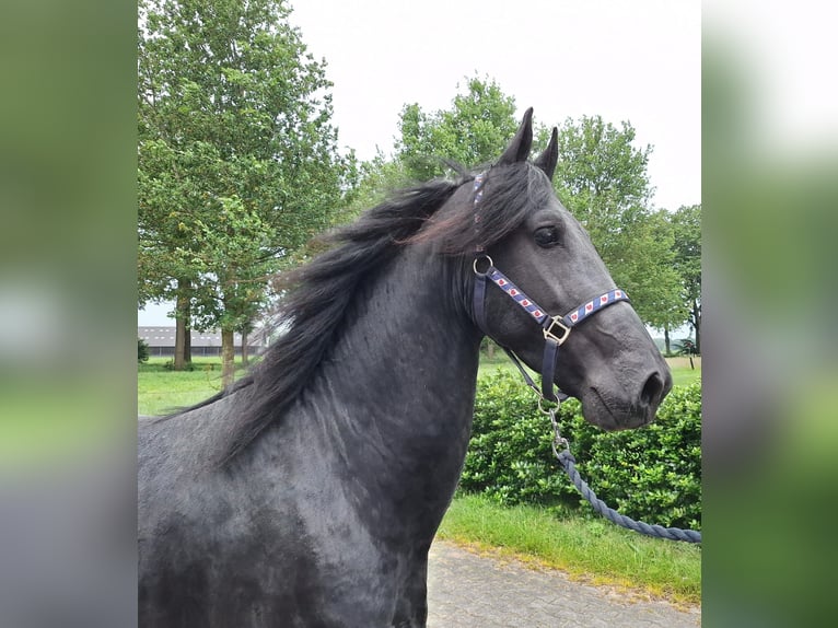 Frisone / Frisone Occidentale Castrone 4 Anni 164 cm Morello in Dalen