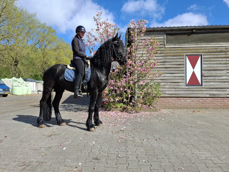 Frisone / Frisone Occidentale Castrone 4 Anni 164 cm Morello in Dalen