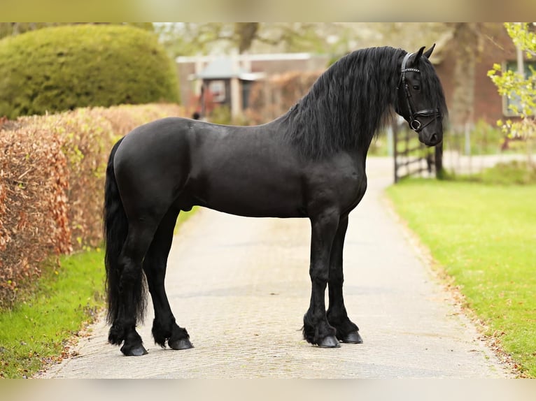 Frisone / Frisone Occidentale Castrone 4 Anni 165 cm Morello in Marum