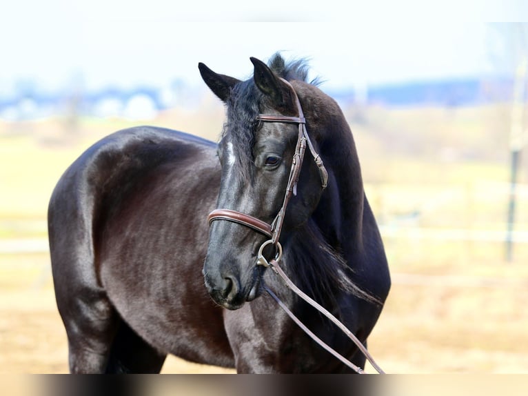 Frisone / Frisone Occidentale Mix Castrone 4 Anni 165 cm Morello in Gap