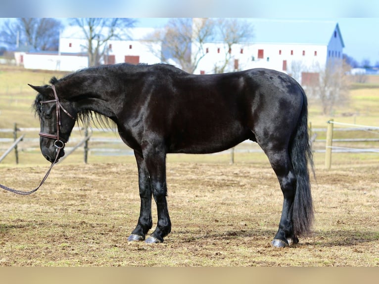 Frisone / Frisone Occidentale Mix Castrone 4 Anni 165 cm Morello in Gap