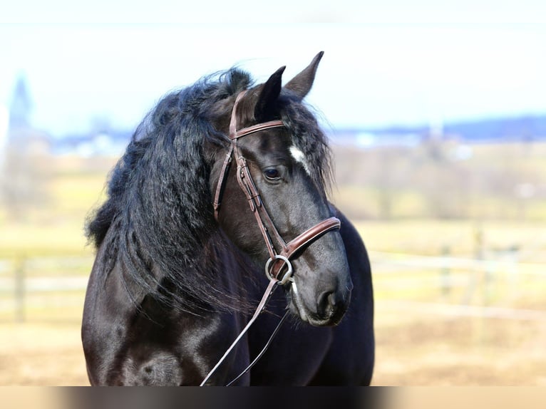 Frisone / Frisone Occidentale Mix Castrone 4 Anni 165 cm Morello in Gap