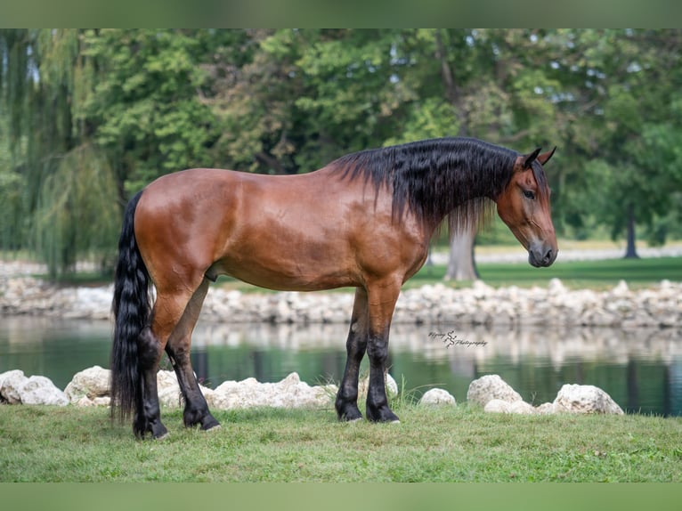 Frisone / Frisone Occidentale Castrone 4 Anni 168 cm Baio ciliegia in Fairbank