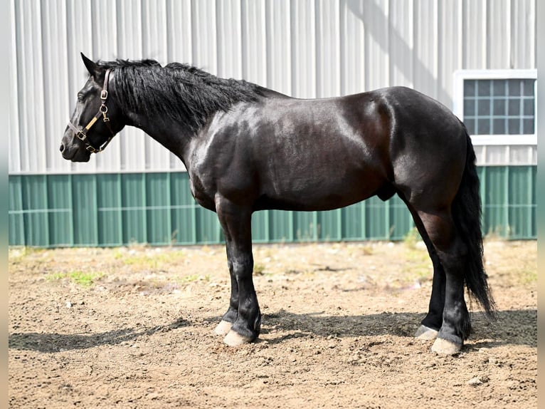 Frisone / Frisone Occidentale Castrone 4 Anni 168 cm Morello in Warsaw, NY