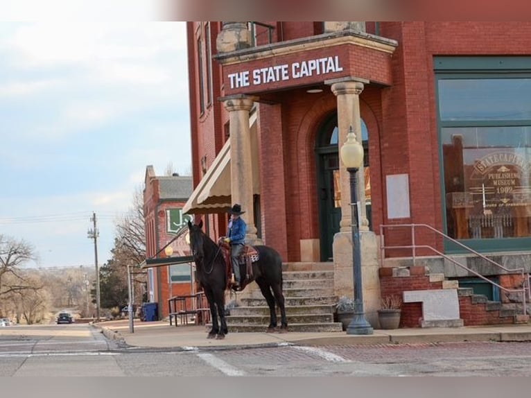 Frisone / Frisone Occidentale Mix Castrone 4 Anni 168 cm Morello in Ripley