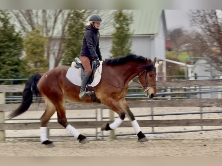 Frisone / Frisone Occidentale Mix Castrone 4 Anni 170 cm Baio ciliegia in Gap